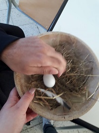 Putting the first egg in a safe place.